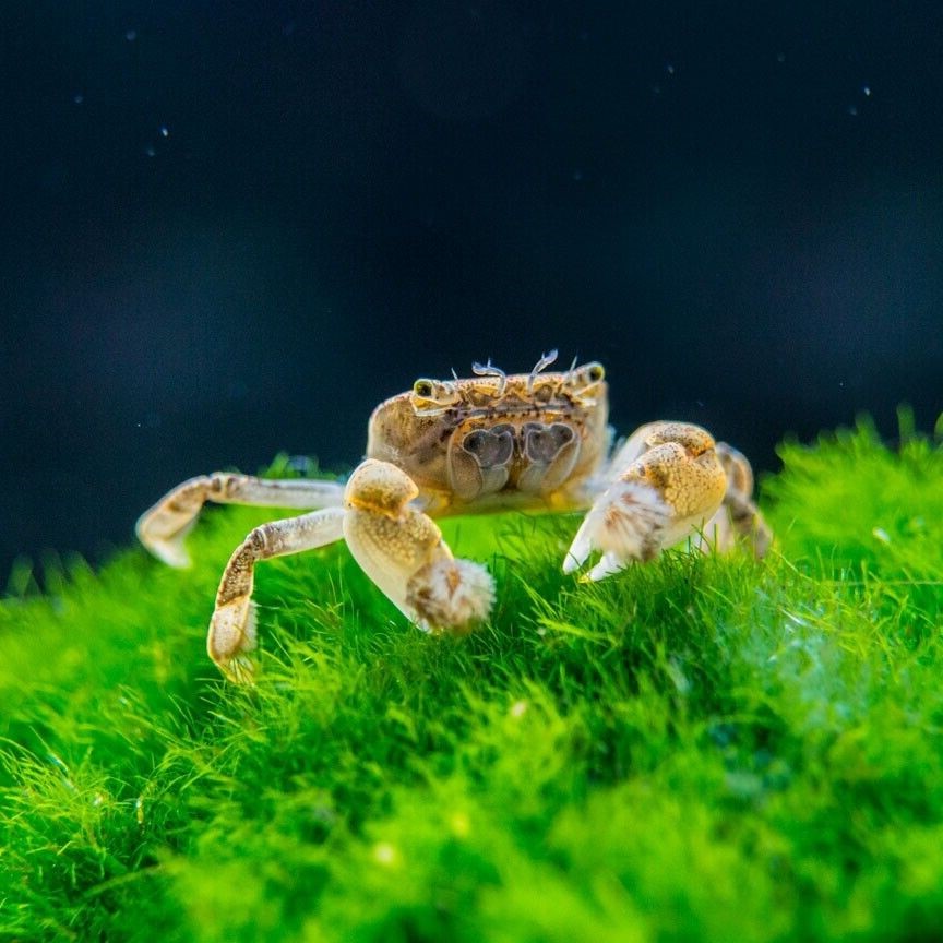 Ptychognathus barbatus  Pom Pom krab